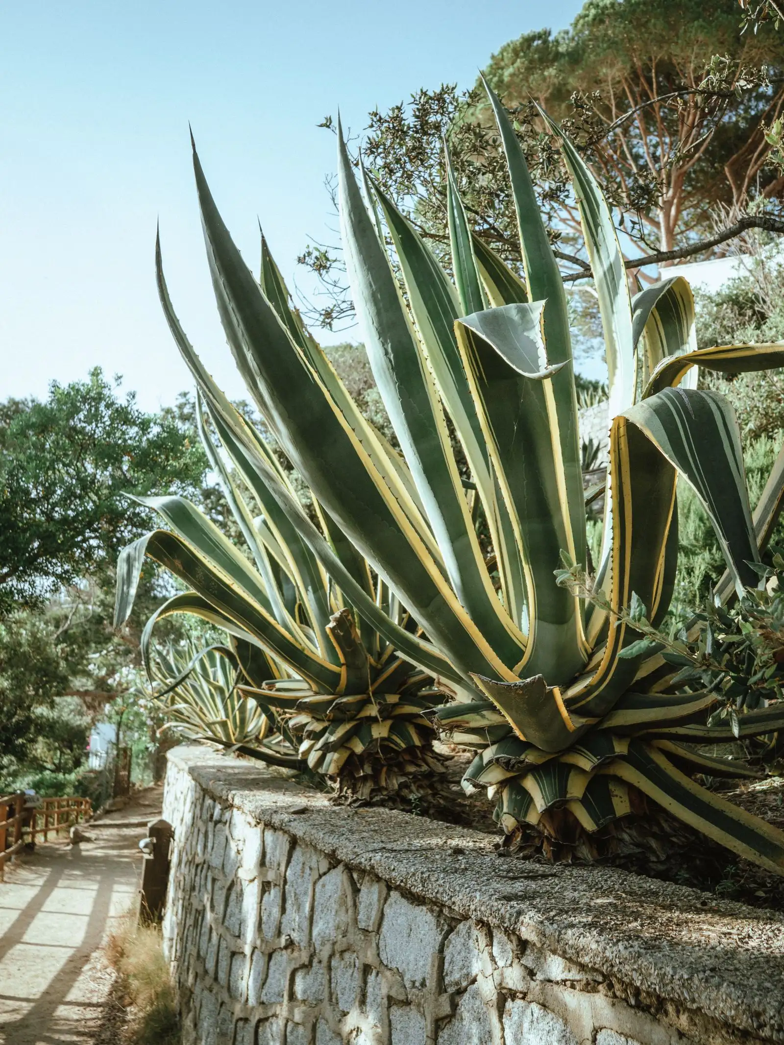 Tall agave growing beside a rustic stone wall in full sun